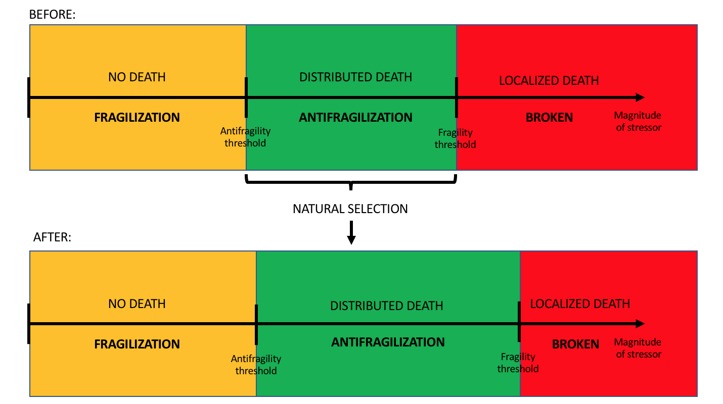 Antifragilization